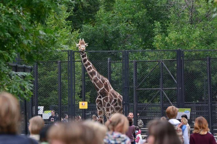 День города в Московском зоопарке 2017