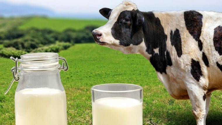 Молоко и его заменители: что полезно, что вредно - BBC News Русская служба