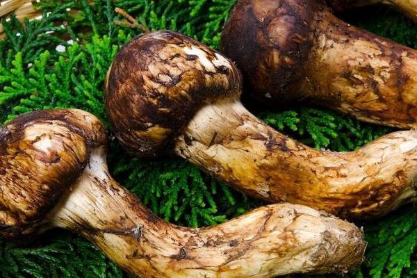 Мацутаке: гриб, который растет в России, за кило грибов — автомобиль — Рамблер/финансы