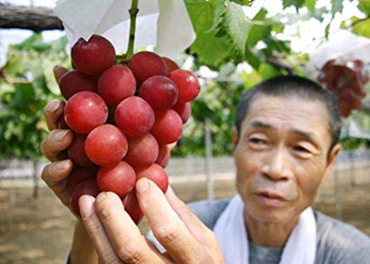 В Японии гроздь винограда продали за 11 тысяч долларов - Korrespondent.net