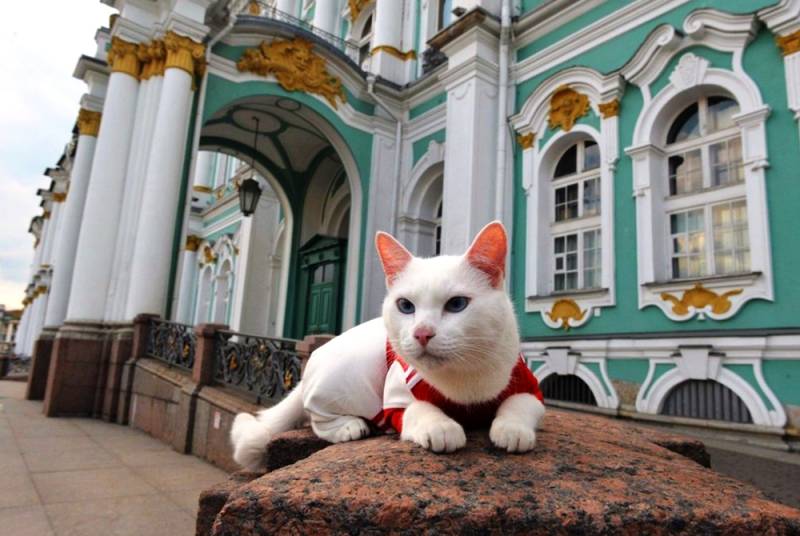 Кошки санкт петербурга