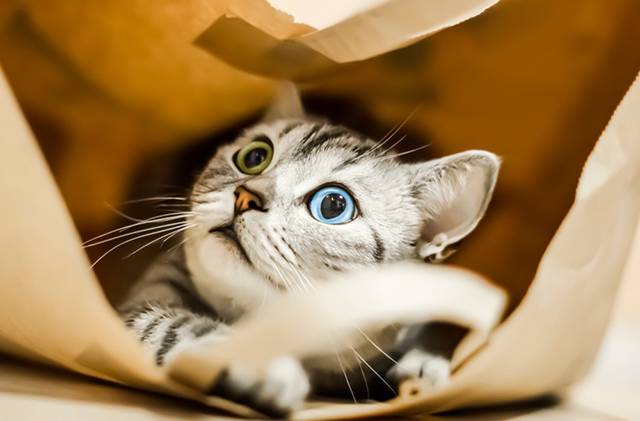 Почему кошка залезает в пакет и грызет его